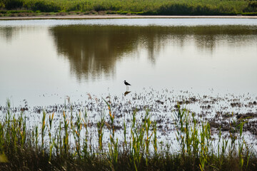 View of a little bird in the water