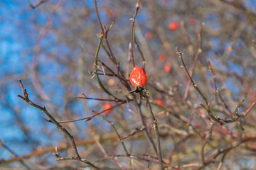 red berries on a branch