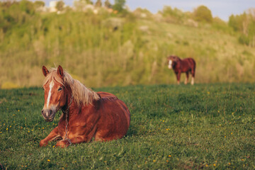A brown horse standing on top of a lush green field