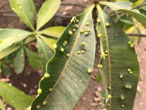 Alstonia scholaris showing symptoms of leaf gall psyllid 'Pauropsylla tuberculata Crawf'.	