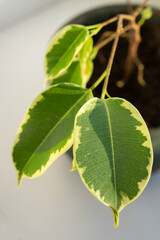 plant