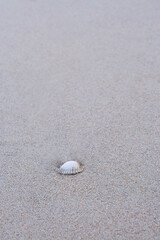 Sea shells on sand., Sea shell on the tropical sandy beach and Space for text.