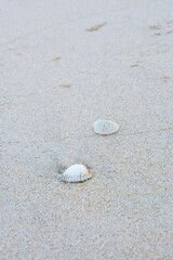 Fototapeta na wymiar Sea shells on sand., Sea shell on the tropical sandy beach and Space for text.