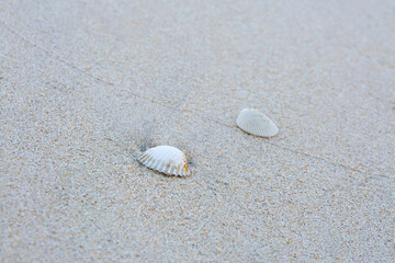 Fototapeta na wymiar Sea shells on sand., Sea shell on the tropical sandy beach and Space for text.