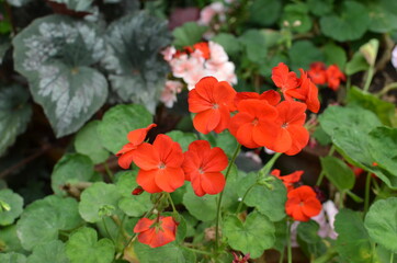 red color beautiful flowers with green leafs background