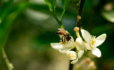 Bee on an orange tree flower. White flowers on the brunch of the tree against green leaves. Macro