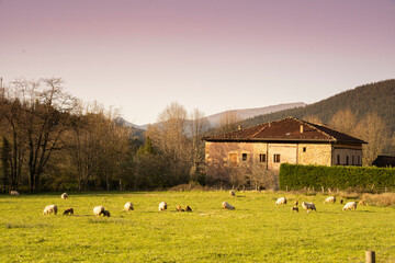 sheeps grazing in the basque country, spain