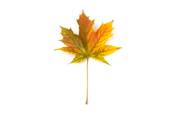 Autumn maple leaf close-up on white background. rich color background