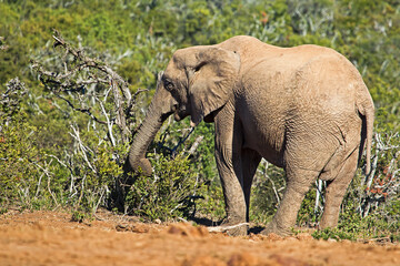 Fototapeta premium Elephant tearing down bush for feed