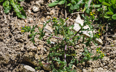 Fototapeta premium Greiskraut