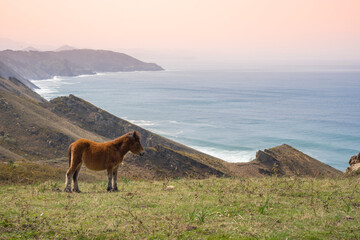 horse grazing in the basque coast, basque country