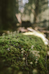 A close up of a tree