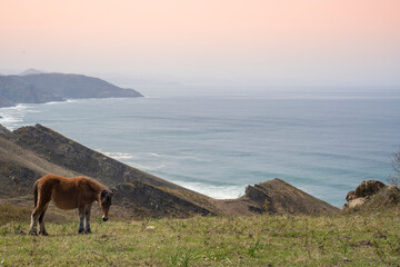 horse grazing in the basque coast, basque country