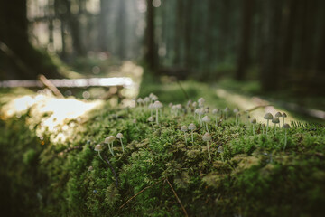 A close up of some bushes