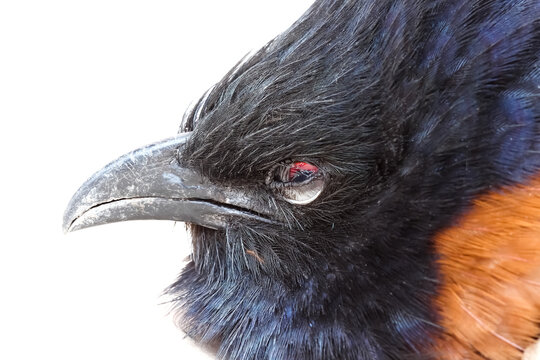 Close up of coucals bird or crow pheasants isolated on white background