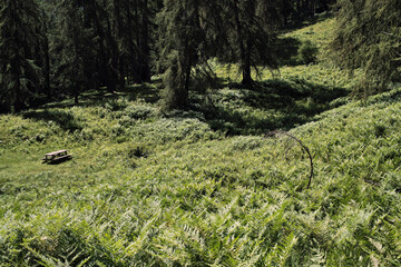 A bench inside the forest