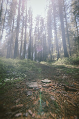A large tree in a forest