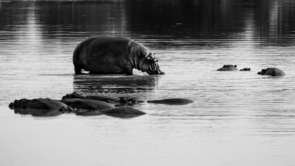 Fototapeta premium Pod of hippopotamus in the waterhole
