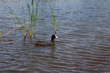 Eurasian coot, or common coot, or Australian coot (Lat. Fulica atra) of Rallidae family swimming among reeds. Adult aquatic bird. Black red-eyed waterbird.