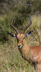 Naklejka na ściany i meble Impala ram with vegetation stuck between his horns