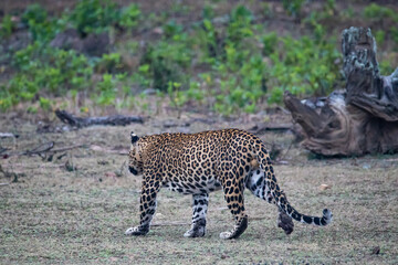 Leopard walking away