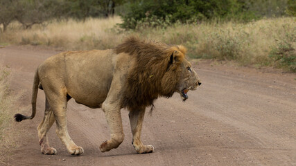 Massive male lion in the wild