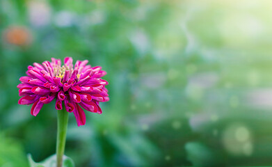 red zinnia flowers, summer garden, background