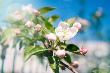 branch of blossoming apple tree close-up, abstract blurred background in soft colors