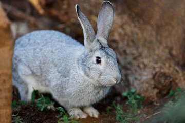 Wild, grey young rabbit eating grass and grooming on a Summer's morning in nature. Rabbit is facing right. Space for copy. Horizontal.