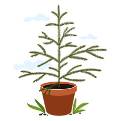 Young Christmas tree in a clay pot. Preparation for planting a tree. Gardening season.