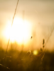 spider web in sunset bokeh effect