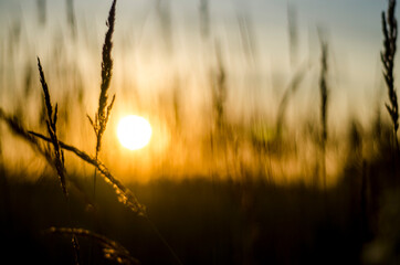 sunset in the field, evening sunset in a field of dry grass, grass in the evening in a field at sunset, beautiful sunset atmosphere in nature