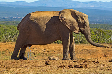 Large female elephant urinating stretched out