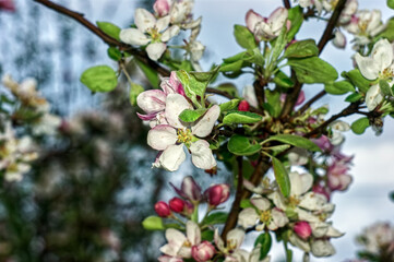apple blossoms on a branch