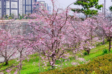 Fototapeta premium 南芦屋浜ウォーターパークの桜風景 兵庫県芦屋市陽光町にて