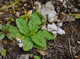 Grüne-wilde Pflanze