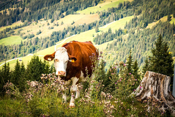 Fototapeta na wymiar grazing cow in the alps, gastein valley, dorfgastein, fulseck