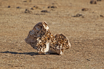 Remains of elephant skull in veldt
