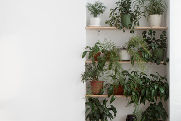 Lot of greenery and fresh flowers (indoor plants) on white wall. interior of the apartment with landscaping. Copy space for text