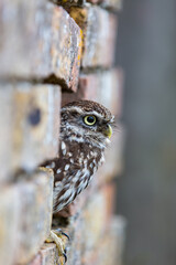 Little Owl