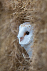 Barn Owl