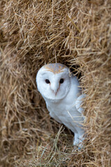 Barn Owl