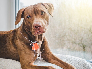 Lovable, pretty puppy of brown color. Close-up, indoor. Day light. Concept of care, education, obedience training, raising pets