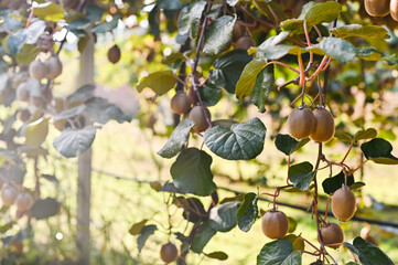 Kiwi on a kiwi tree plantation with with huge clusters of fruits. Garden with trees and organic fruits. Solar light and leaf movement. Soft focus, sun glare in the frame.