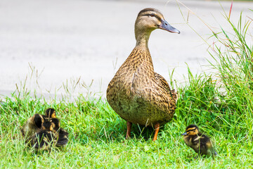 Mother duck and her ducklings