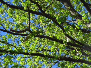 Papageien in Äasten