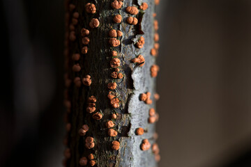 Coral Spot Fungus on a dead branch