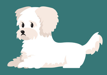 Lying Bichon bolognese. Cute dog in cartoon style.