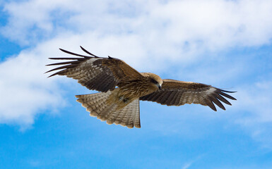 A flying Hawk in the sky