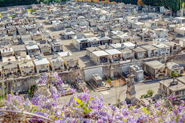 Flowers blooming around cemetery during the springtime just before easter